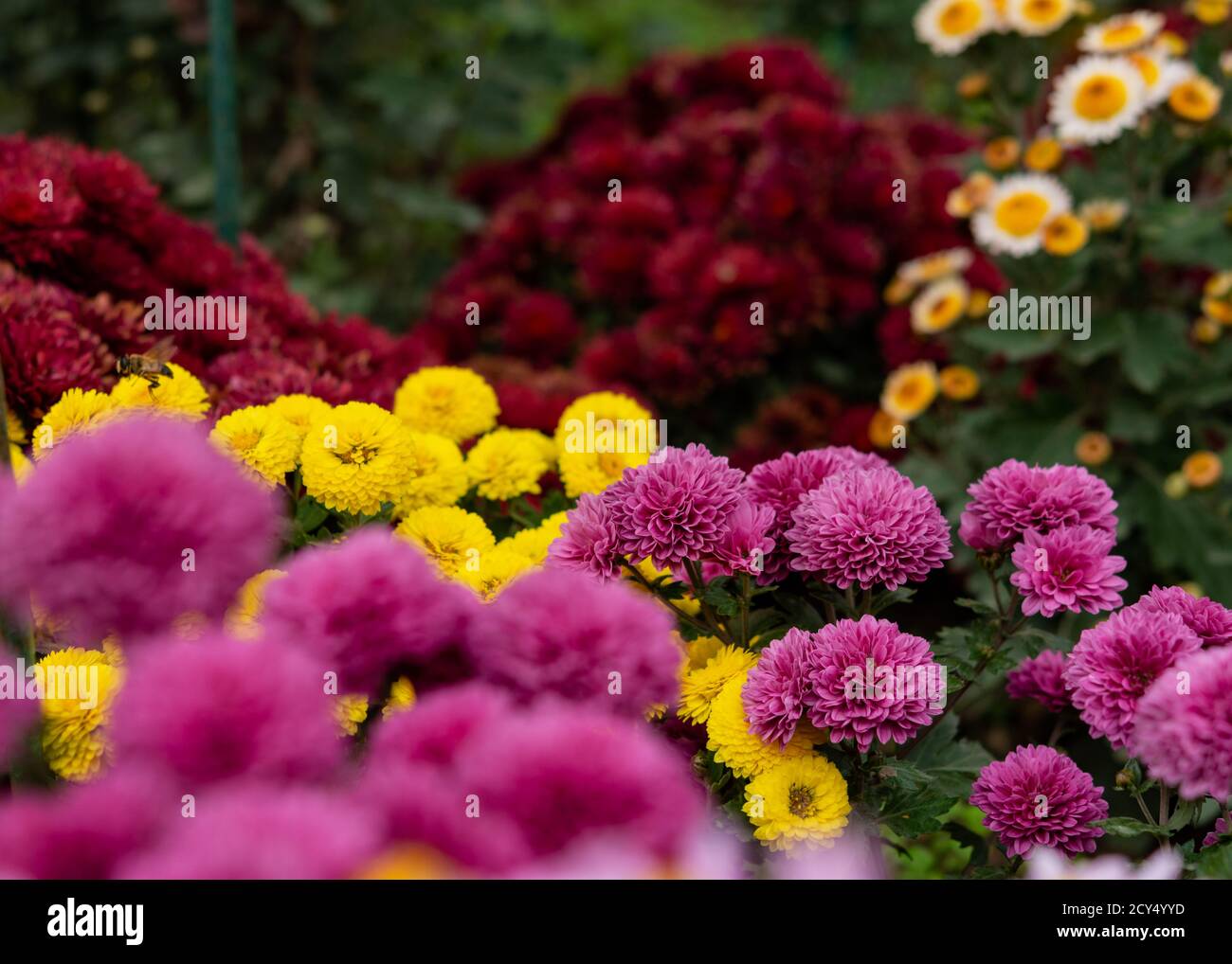 Blumenbeet von bunten Chrysanthemen auf einem verschwommenen Hintergrund. Bunte Blumen Herbst Hintergrund. Verschiedene Sorten von Chrysanthemen, kastanienbraun, gelb, Stockfoto