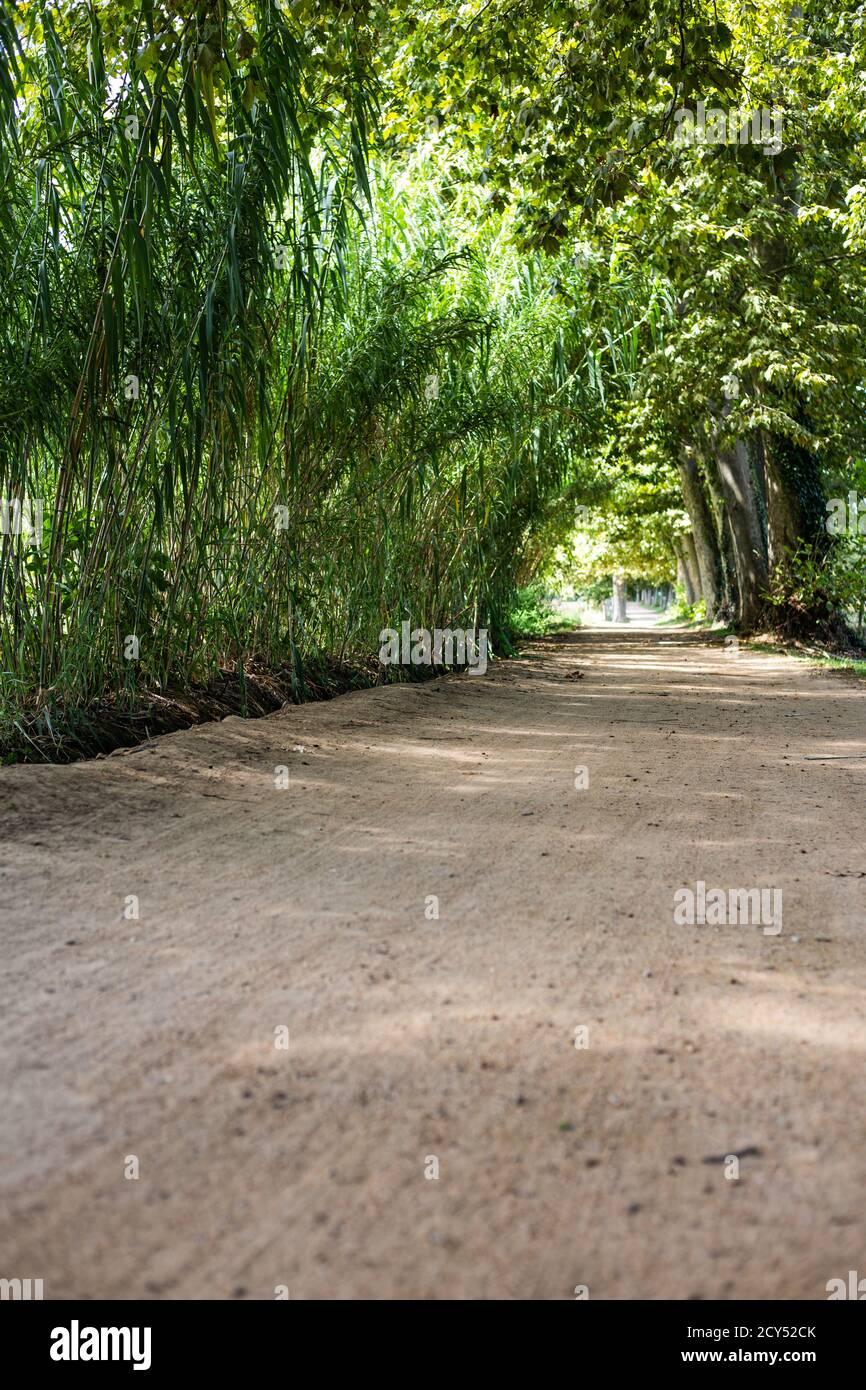 Kiessandweg auf einer grünen Waldlandschaft Stockfoto