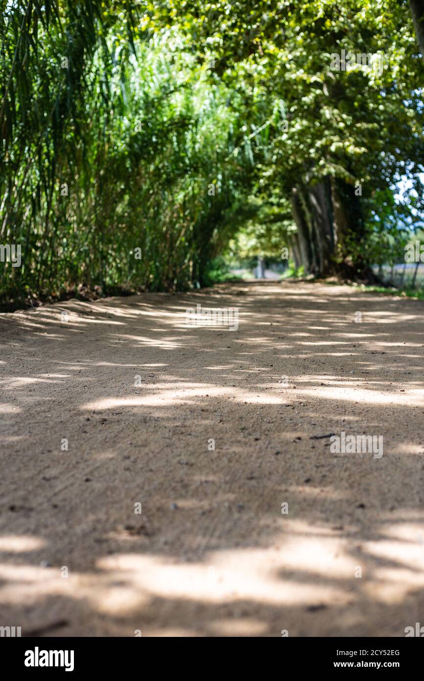 Kiessandweg auf einer grünen Waldlandschaft Stockfoto
