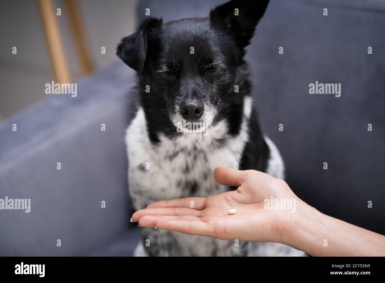 Hundepille Stockfotos und -bilder Kaufen - Alamy