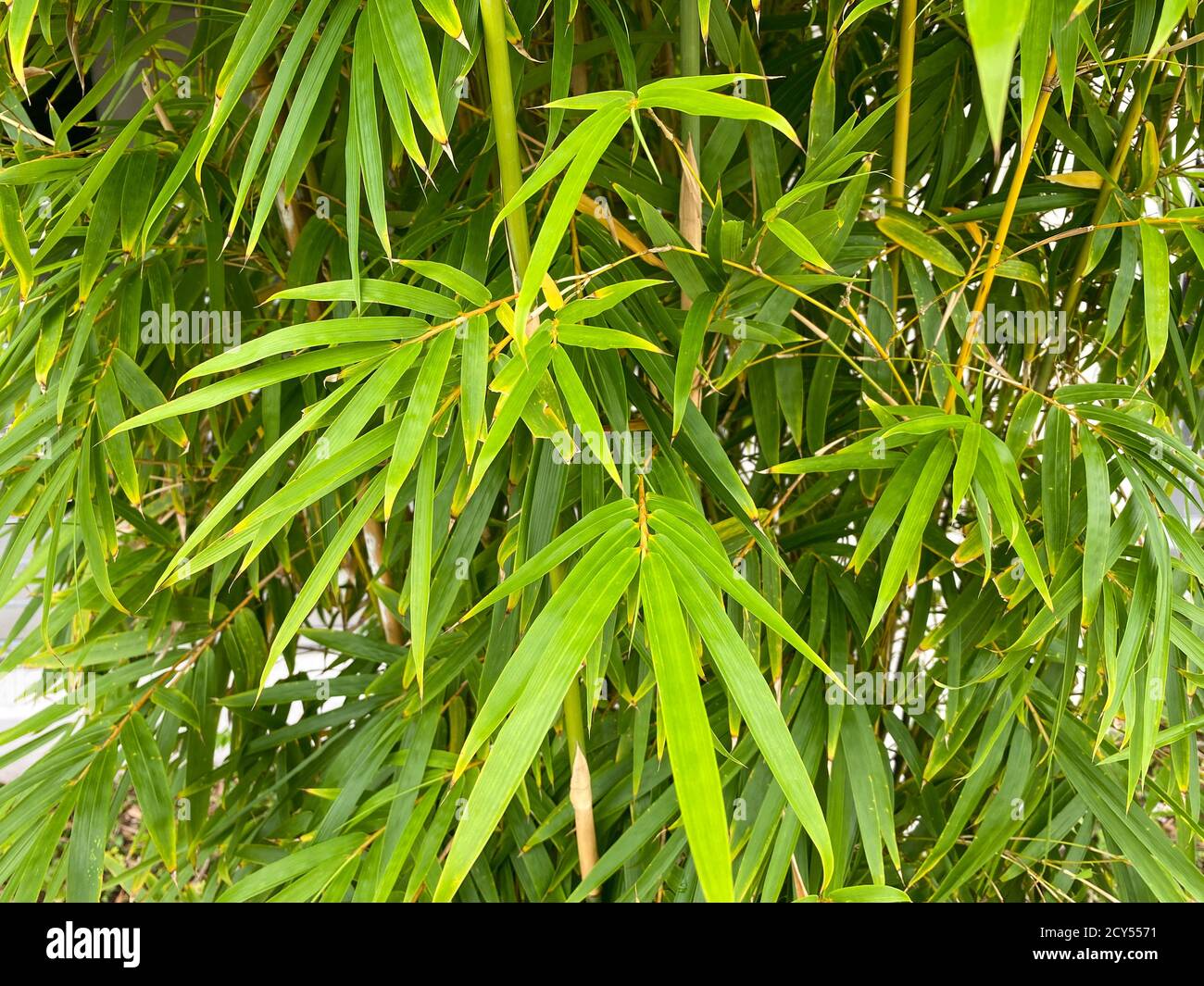 Bambus wedel -Fotos und -Bildmaterial in hoher Auflsung  Alamy