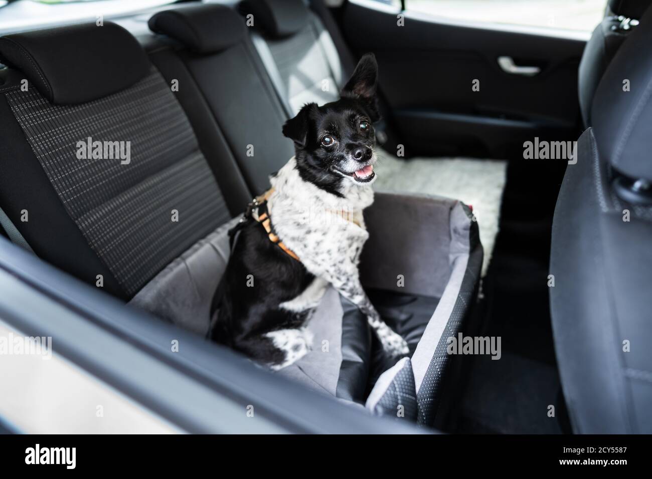 Hund Im Autositz Mit Sicherheitsgurt Im Sitzverstärker Stockfoto
