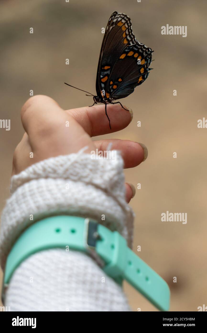 Schmetterling auf dem Finger eines Mädchens. Sie hat einen weißen Pullover und ein blaues Uhrenarmband. Stockfoto