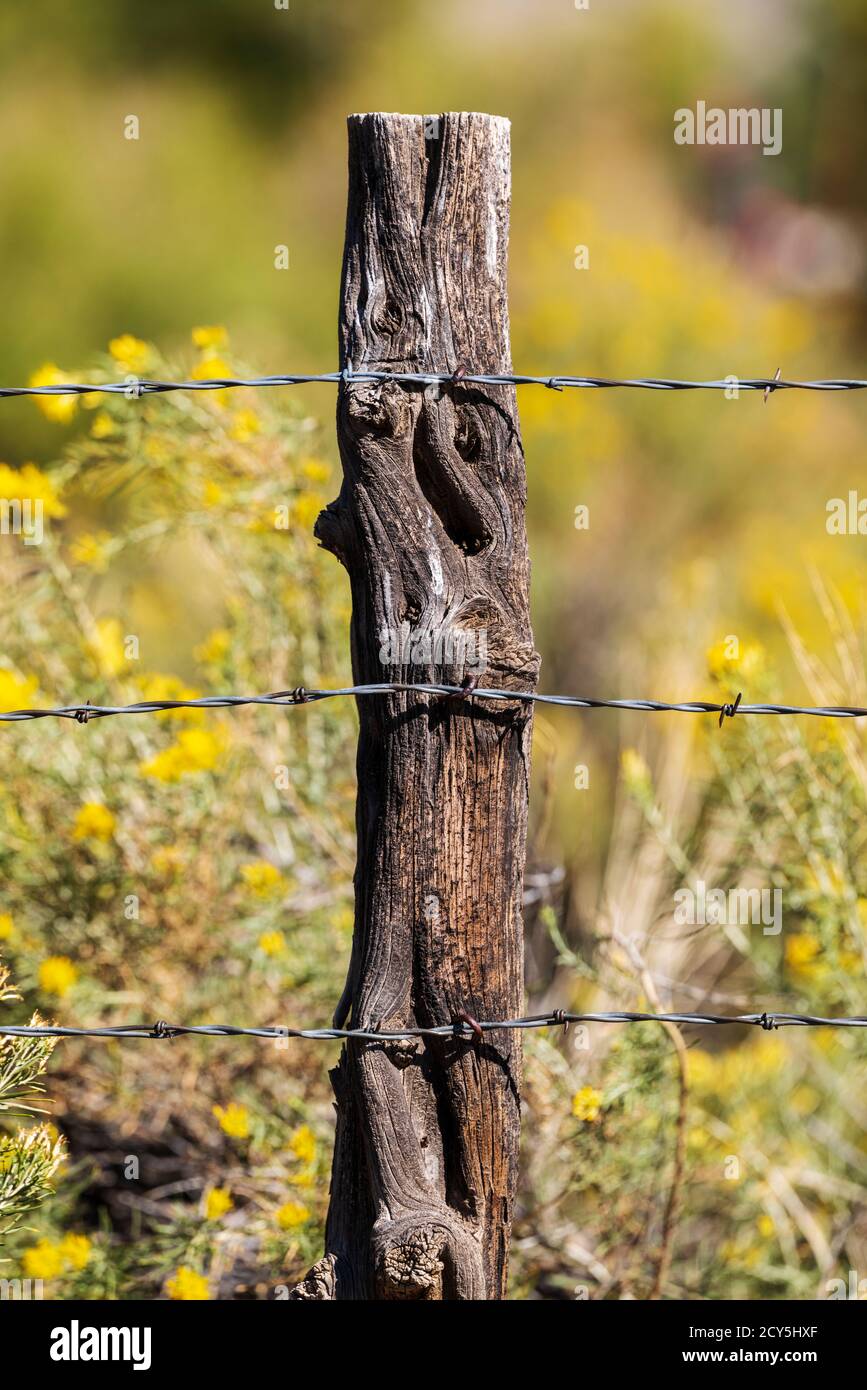 In der Nähe von Stacheldraht zaun & Holzzaun Post; Ranch in Colorado, USA Stockfoto