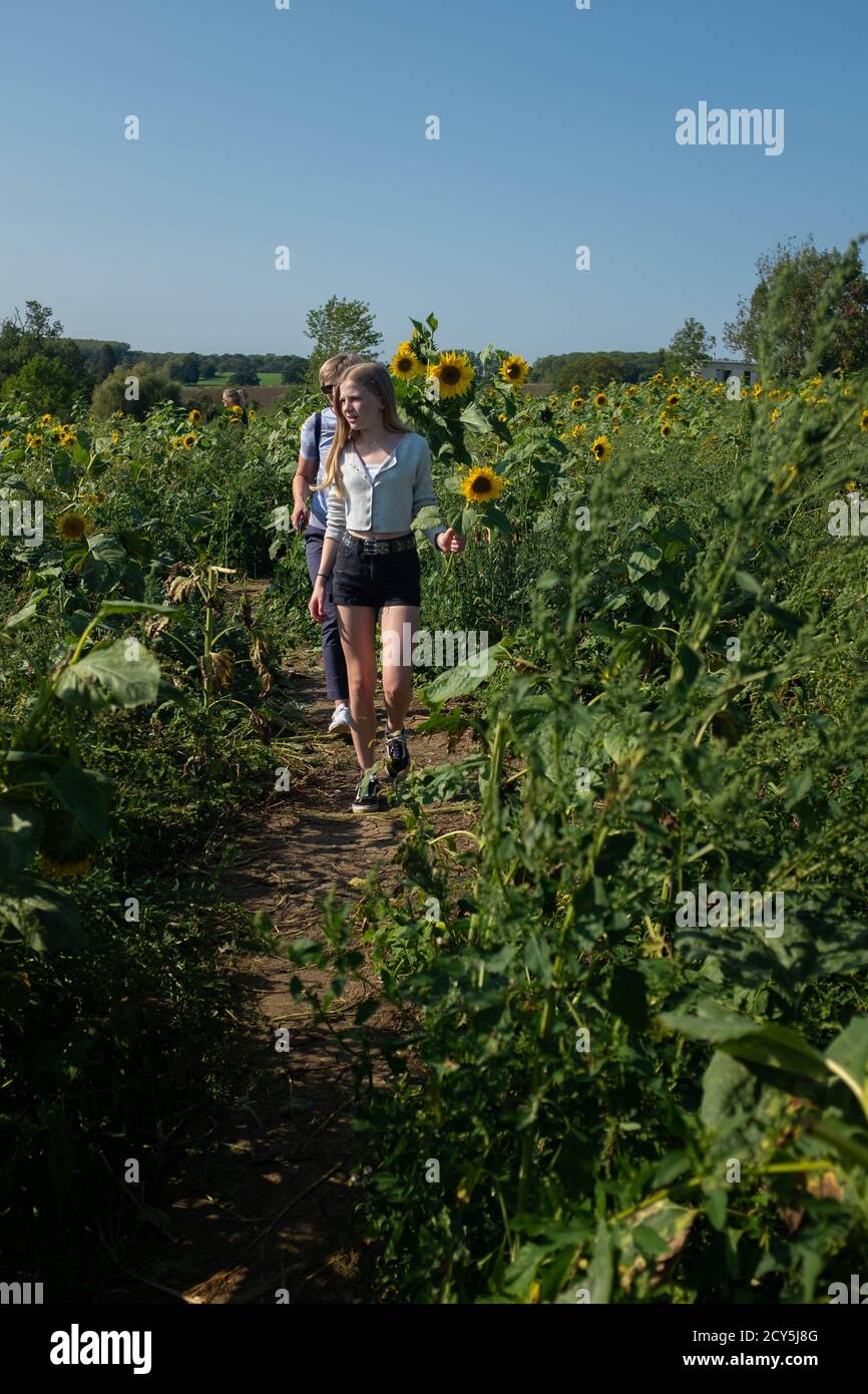 Wählen Sie Ihre eigenen Sonnenblumen Stockfoto