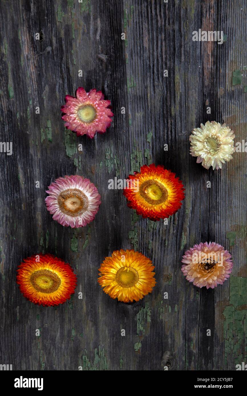 Makro-Foto von sieben getrockneten Blumen auf verfallener Holz Stockfoto