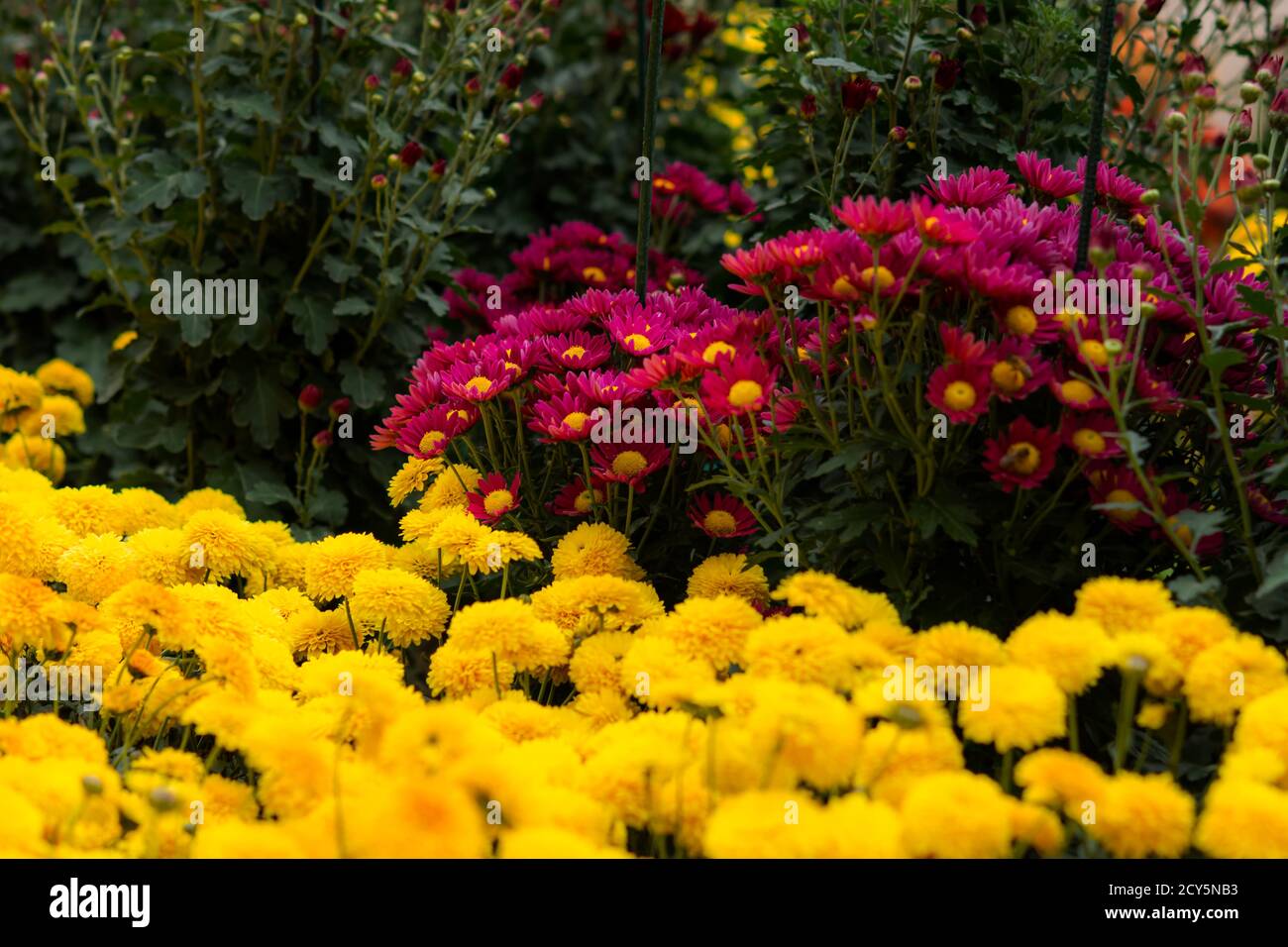 Blumenbeet von bunten Chrysanthemen auf einem verschwommenen Hintergrund des Gartens. Bunte Blumen Herbst Hintergrund. Verschiedene Sorten von Chrysanthemen, m Stockfoto