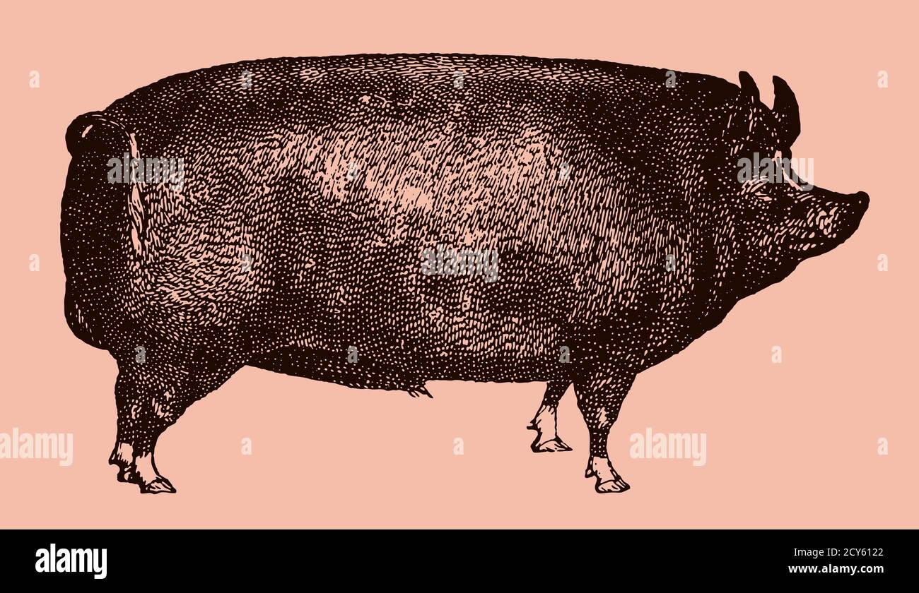 Berkshire Wildschwein in Seitenansicht isoliert auf einem hellrosa Hintergrund, nach einer antiken Illustration aus dem 19. Jahrhundert. Kann in Ebenen bearbeitet werden Stock Vektor