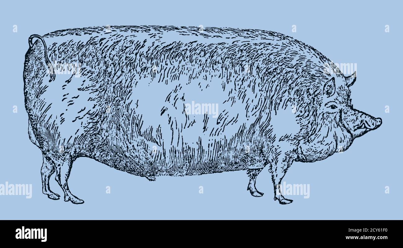 Ausgestorbene Suffolk Schwein Rasse in Seitenansicht isoliert auf einem hellblauen Hintergrund, nach einer antiken Illustration aus dem 19. Jahrhundert. Kann in Ebenen bearbeitet werden Stock Vektor
