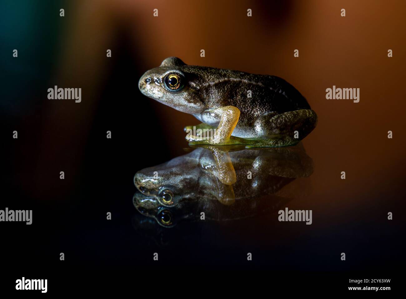 Froglet des Frosches (Rana temporaria) mit Reflexion Stockfoto