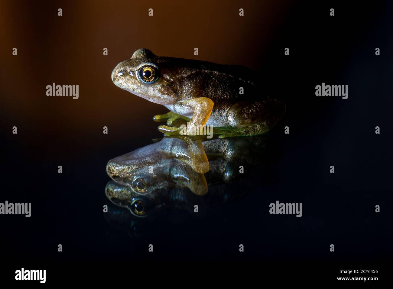 Froglet des Frosches (Rana temporaria) mit Reflexion Stockfoto