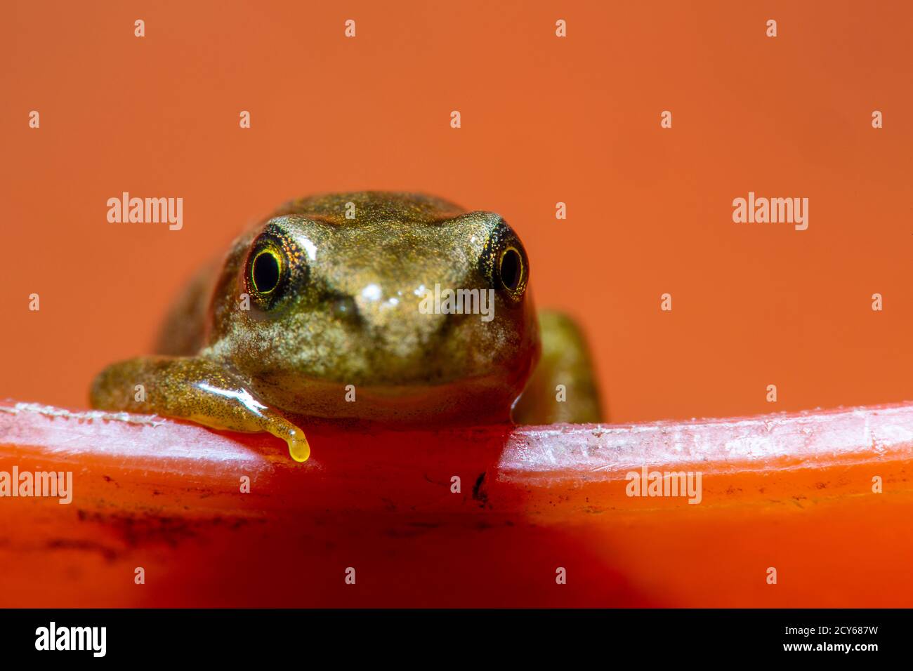Froglet des Frosches (Rana temporaria) Über den Rand einer Schüssel gucken Stockfoto