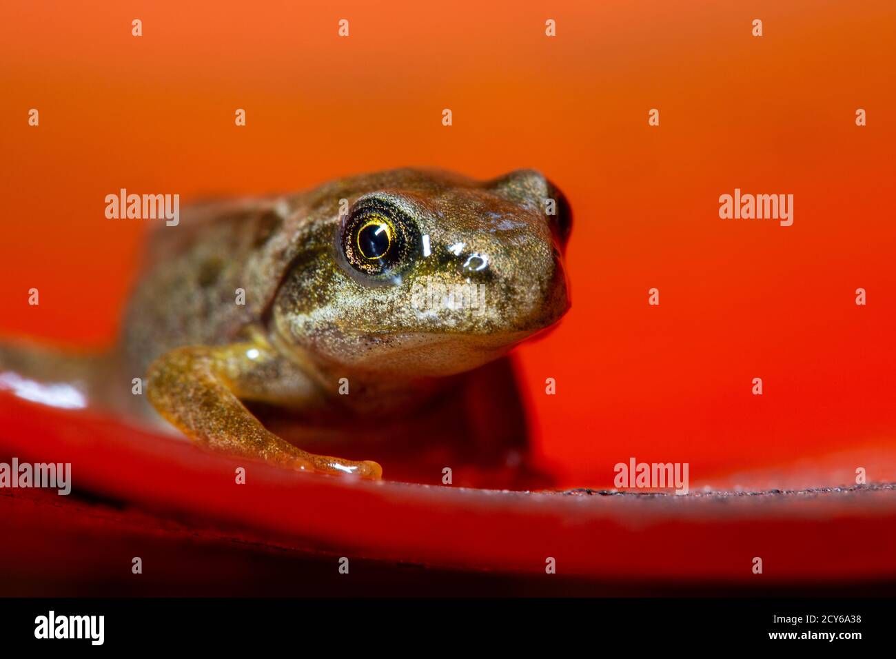 Froglet des Frosches (Rana temporaria) Über den Rand einer Schüssel gucken Stockfoto