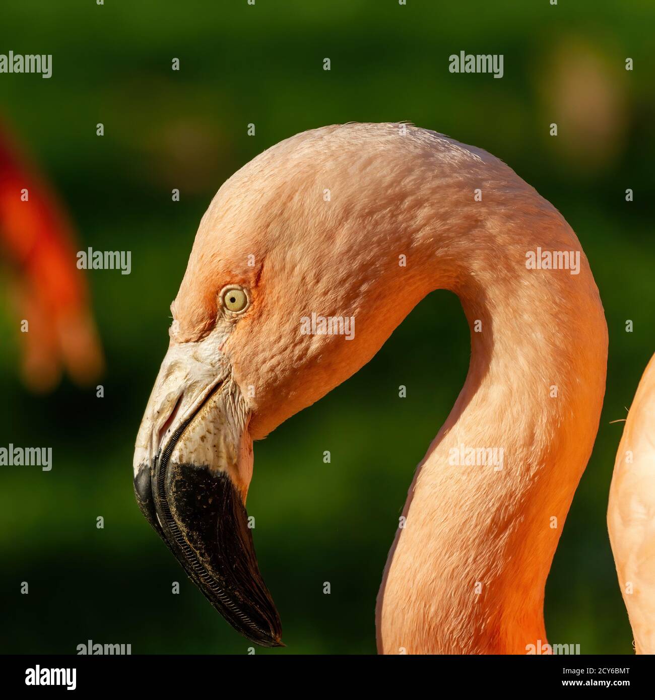 Nahaufnahme des schönen bunten orangefarbenen Flamingo, Kopfaufnahme Stockfoto