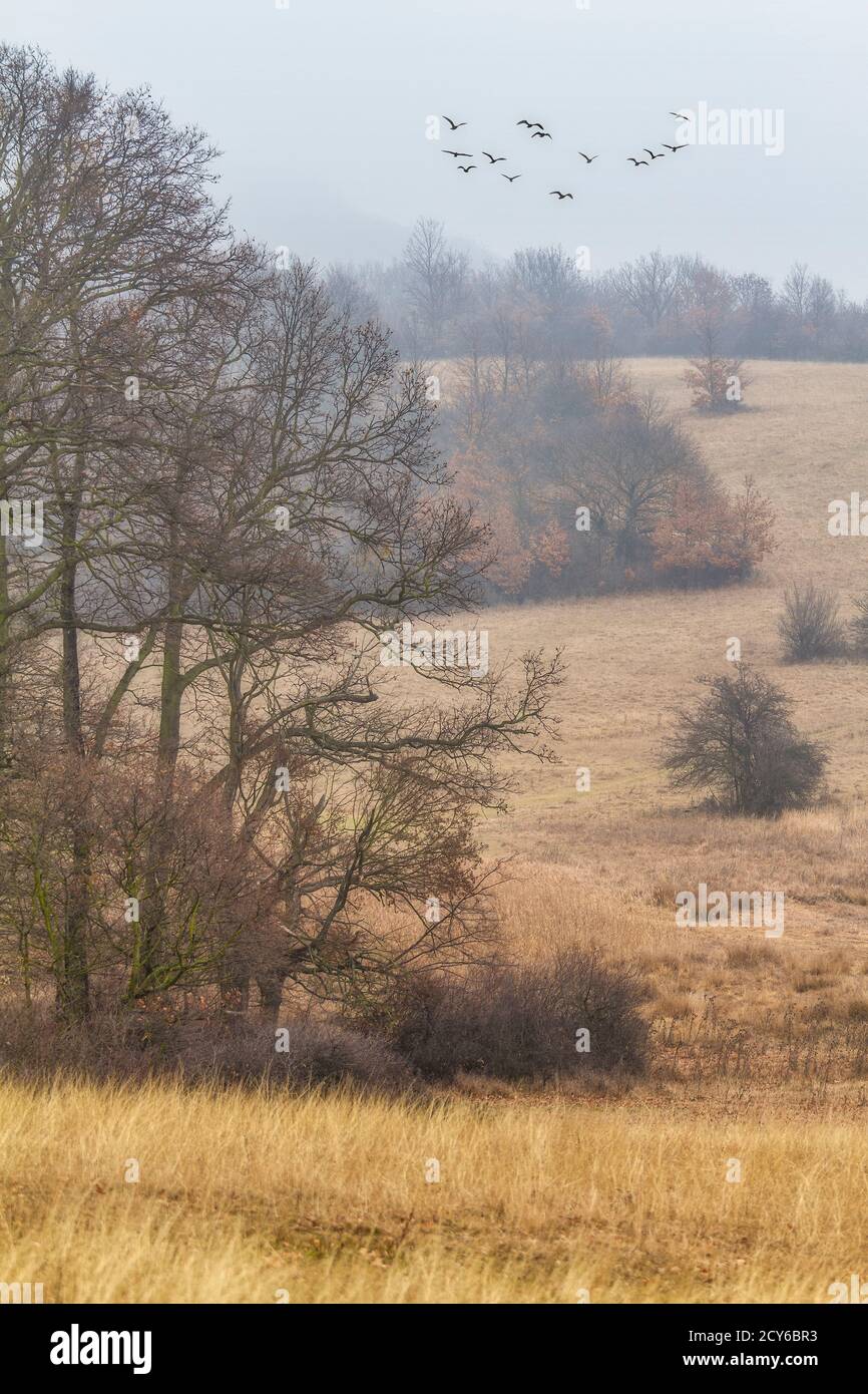 Herbst Eichenwald Landschaft in einem nebligen Tag mit Fliegen Vögel Stockfoto
