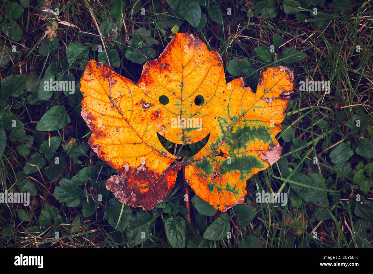 Funny Hello Autumn Konzept aus gefallener Ahornblatt im Gras Stockfoto