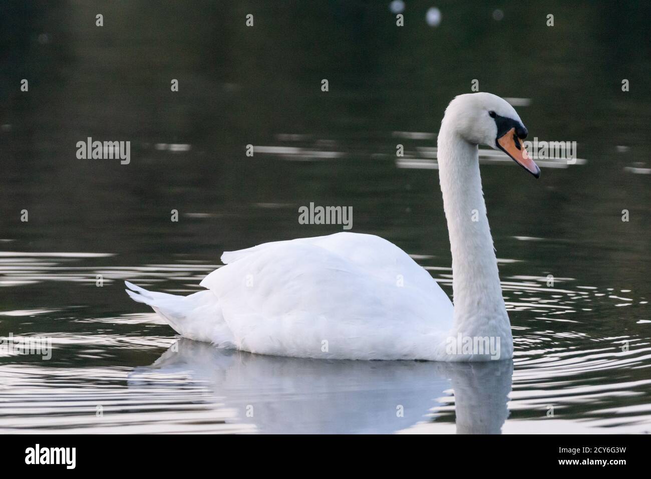 Stumm Schwan weiblich oder Stift auf Wasser. Cygnus olor, anatidae,  Wasservögel. England, Großbritannien. Erwachsen, reif, Vogel, ausgewachsen.  Weiß Stockfotografie - Alamy