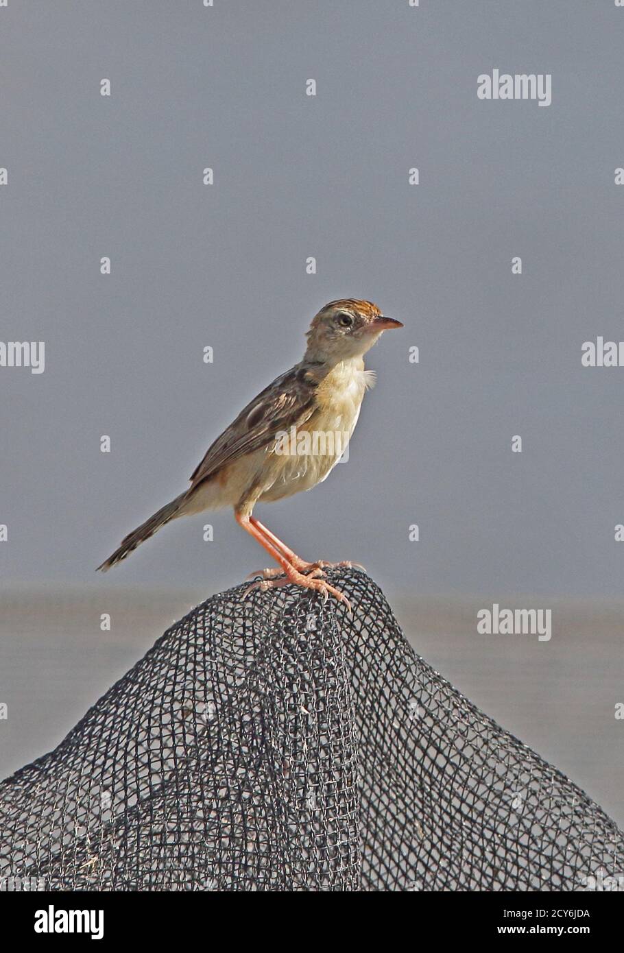 Zitting Cisticola (Cisticola juncidis fuscicapilla) Erwachsenen auf dem Netz an garnelenzucht Bali, Indonesien Juli gehockt Stockfoto