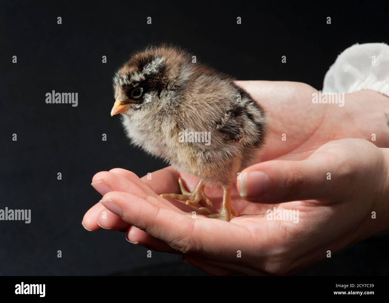 Baby Hähnchen steht auf einer Frau Hände. Stockfoto