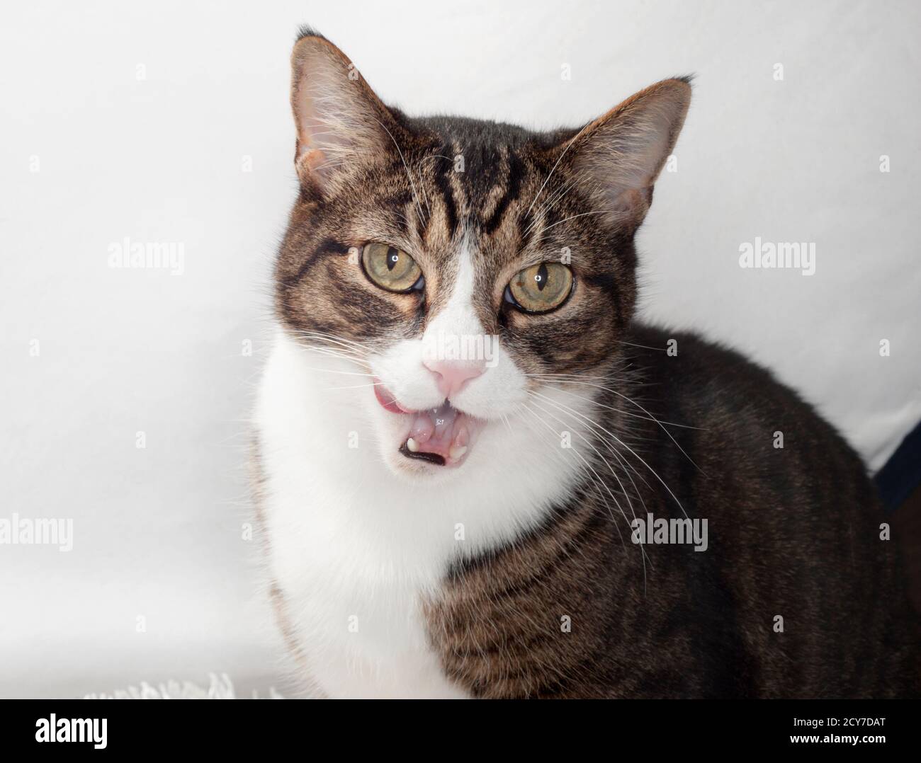 Lustiges Foto einer braun-weißen gestromten Katze, die seine Lippen leckt. Stockfoto