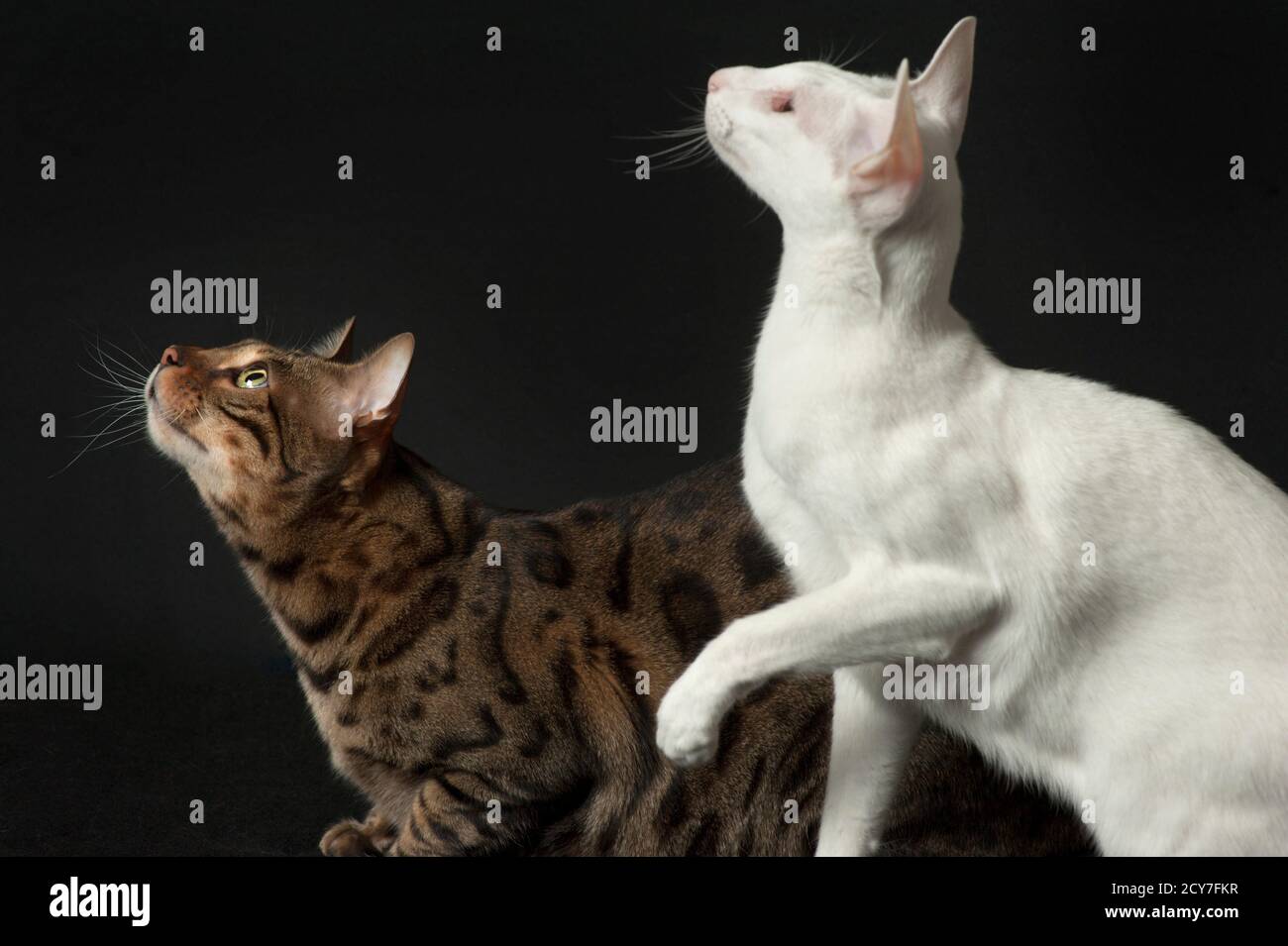 Zwei verschiedene reinrassige Katzen, eine bengalkatze und ein orientalisches Kurzhaar. Stockfoto