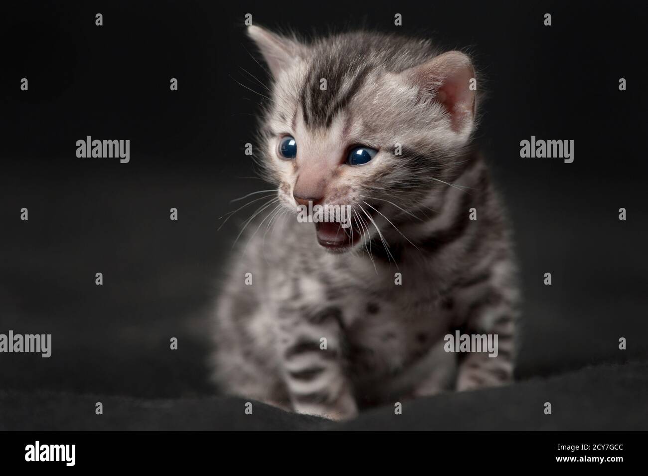 Lustiges Bild eines silbernen bengalkätzchens mit offenem Mund. Stockfoto