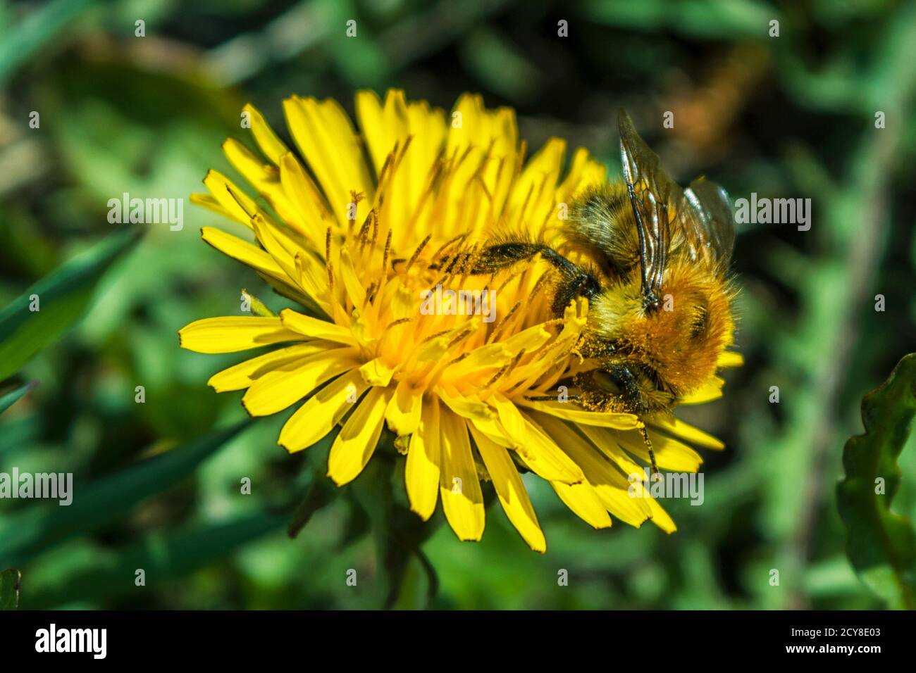 Honigbiene sammelt Pollen und Nektar aus gelb blühenden Löwenzahnblüten. Rettung Bienen und Honig Blumen Ökologie Problem Konzept Stockfoto
