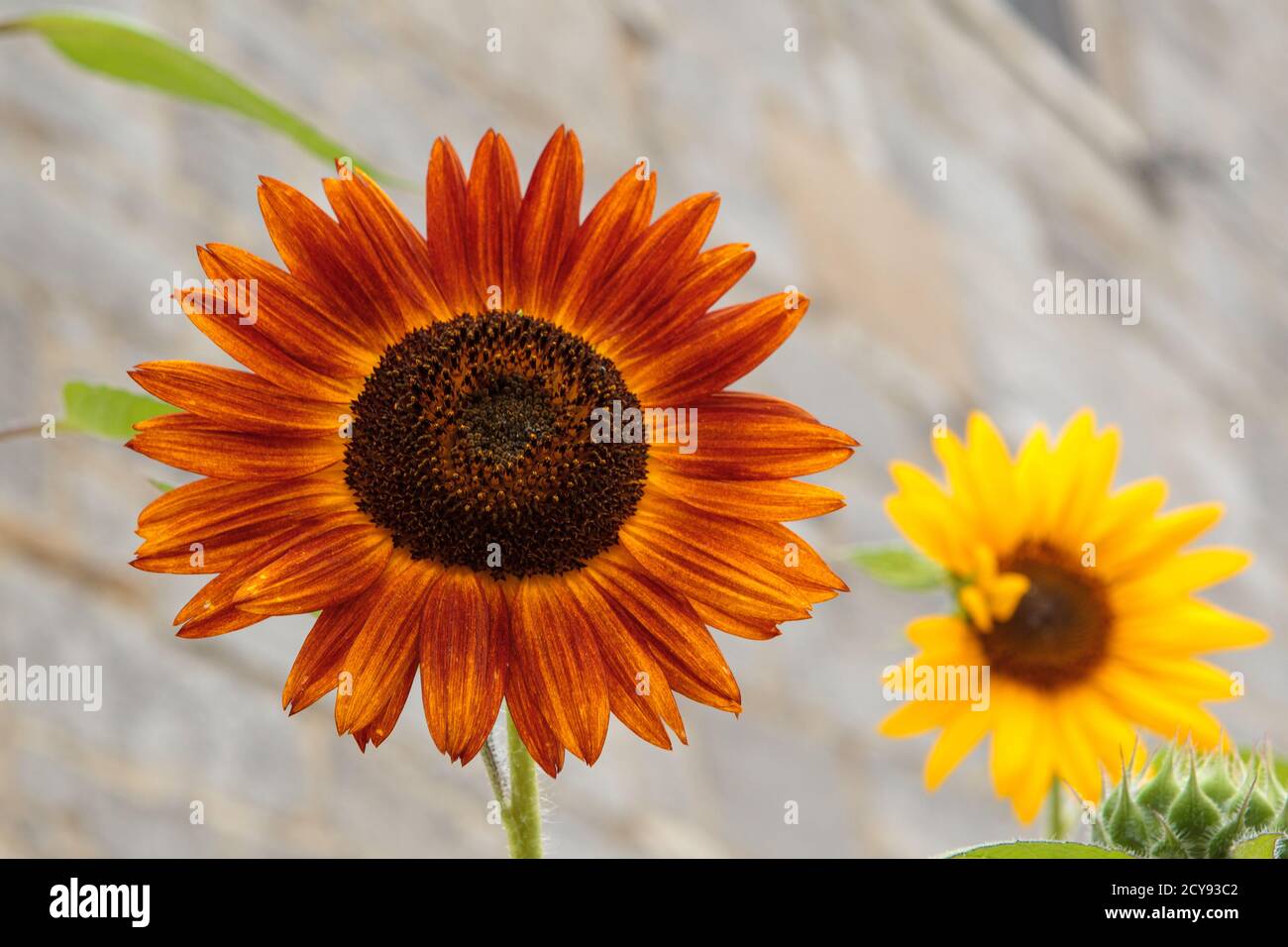 Hübsche Sonnenblumen auf Main St. Vergennes, Vermont Stockfoto