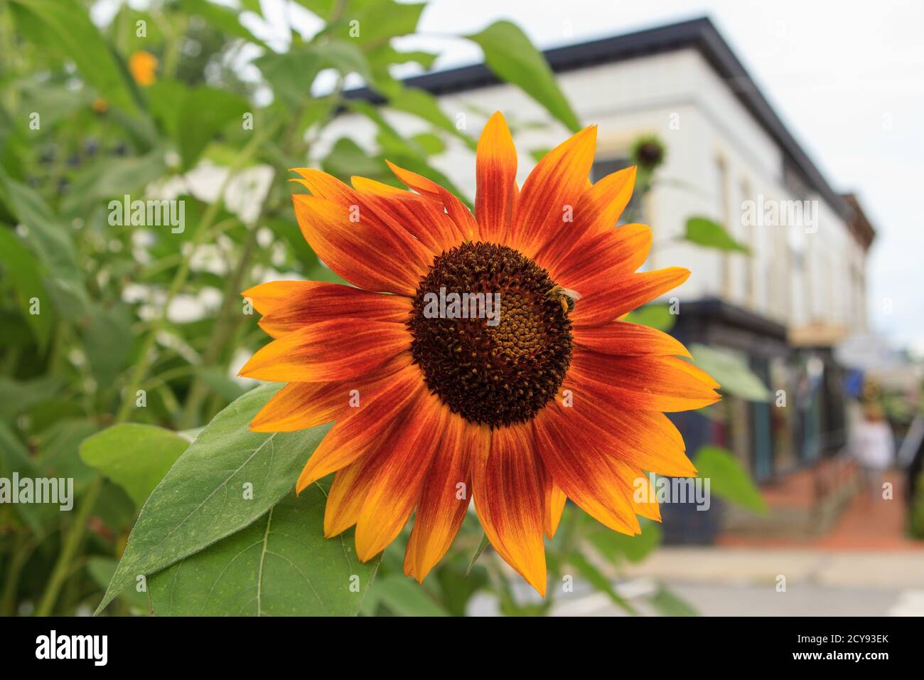 Hübsche Sonnenblumen auf Main St. Vergennes, Vermont Stockfoto