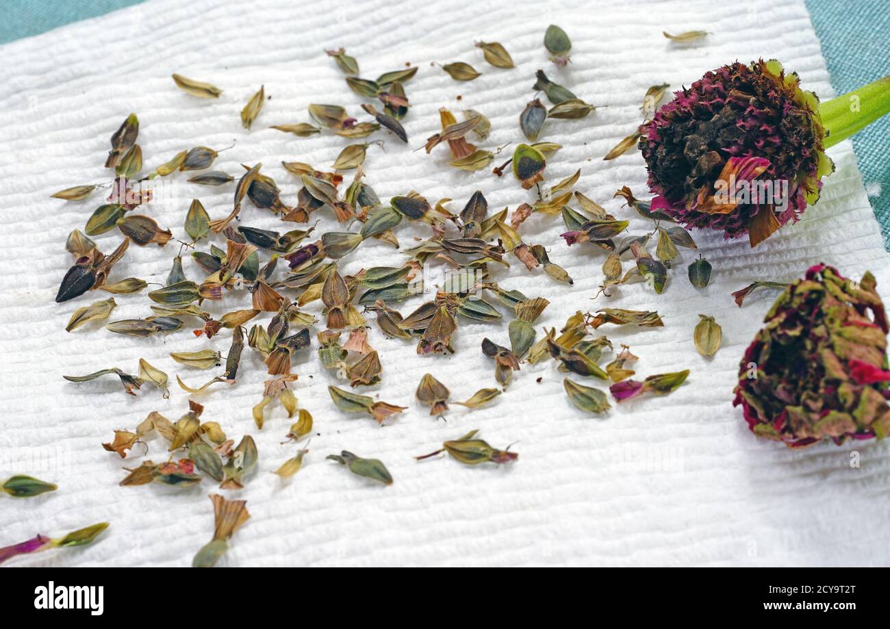 Speichern getrocknete Zinnien Blumensamen Stockfoto