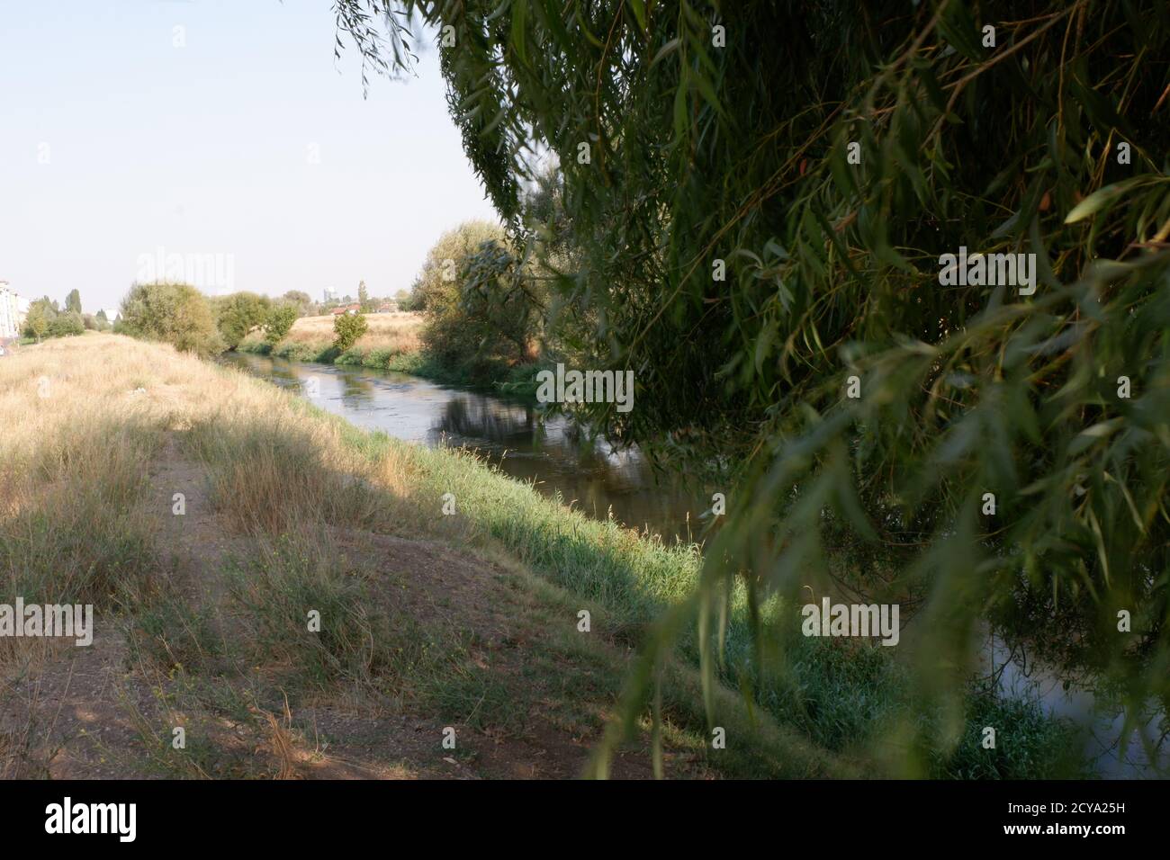 Foto von Gras und Bäumen in der Nähe der Flussseite. Stockfoto