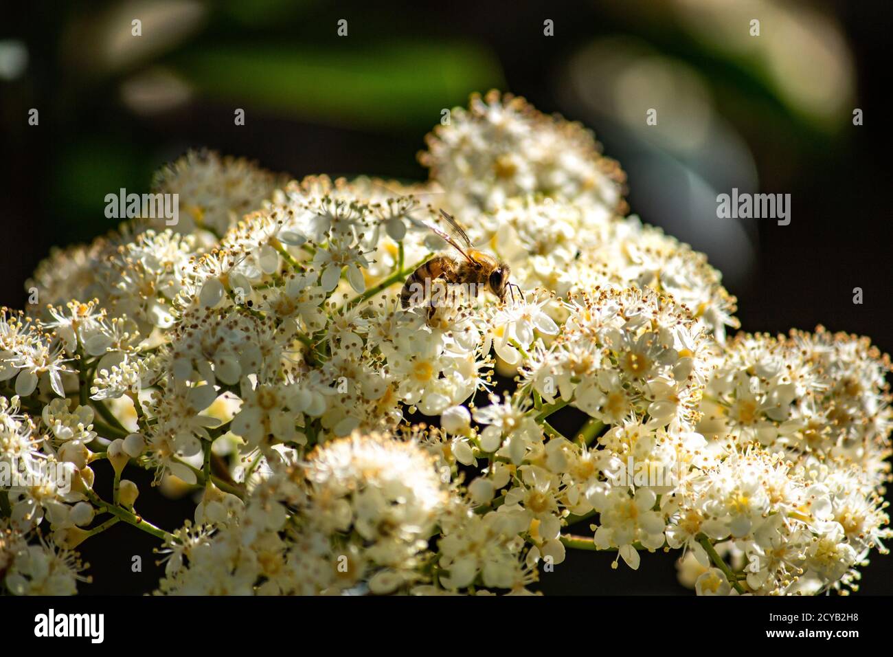 Honigbiene sammelt Pollen aus weißen Blütenblättern im Frühjahr Stockfoto