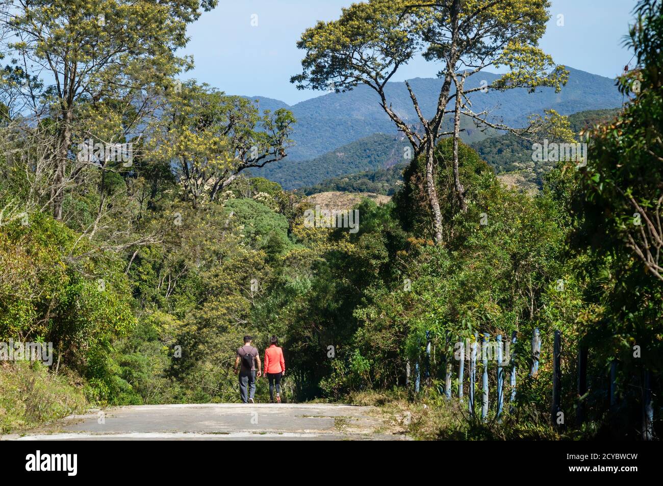 Blick auf die dichte grüne Vegetation und einige große Bäume des Nationalparks Serra da Bocaina von Pedra da Macela Zufahrtsstraße aus gesehen. Stockfoto