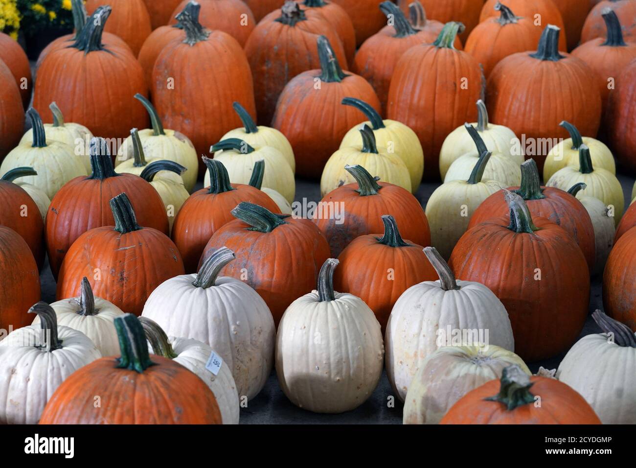 Missouri Halloween Stockfotos Und Bilder Kaufen Alamy