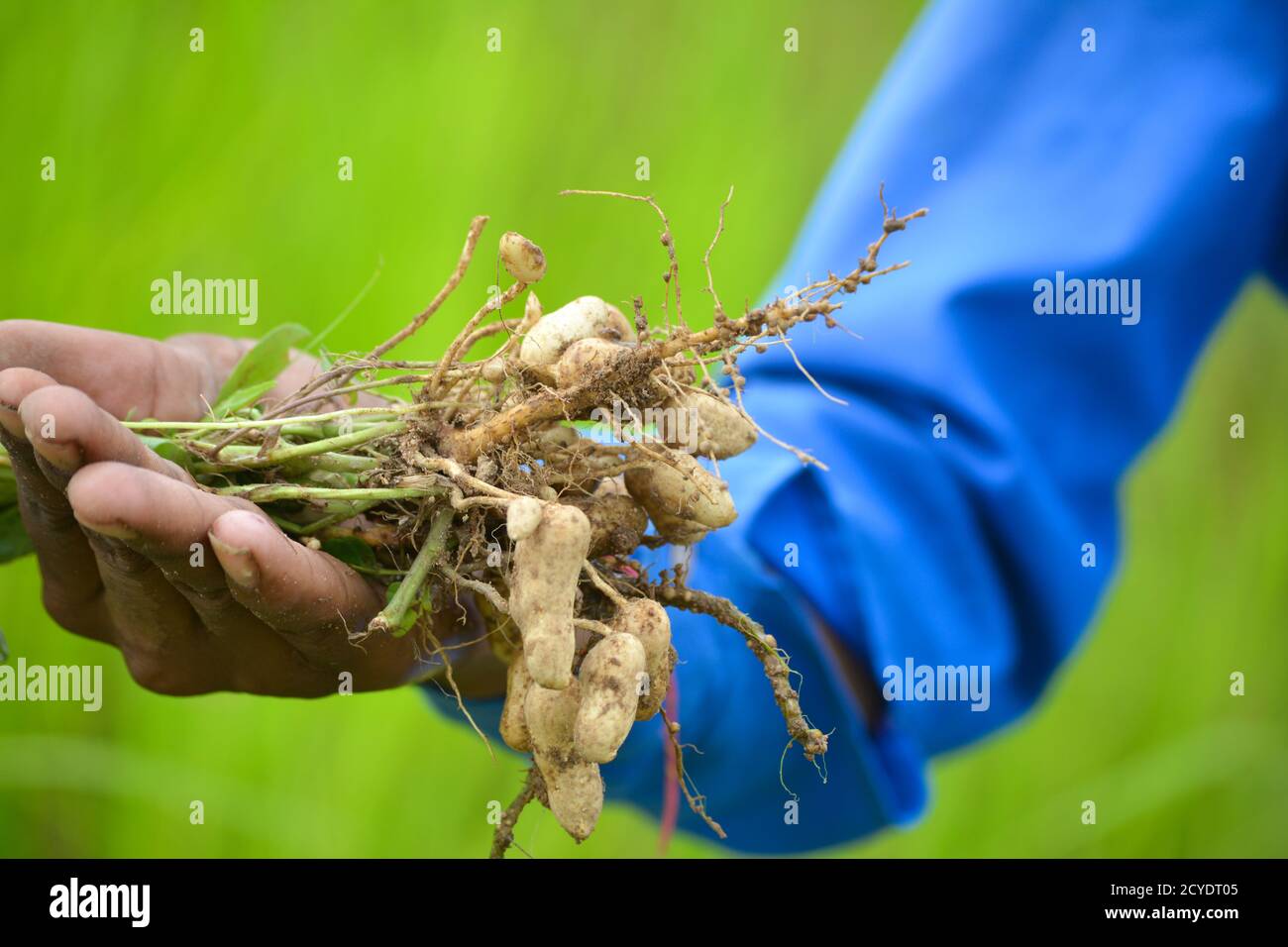 Frische Erdnüsse Pflanzen mit Wurzeln Stockfoto