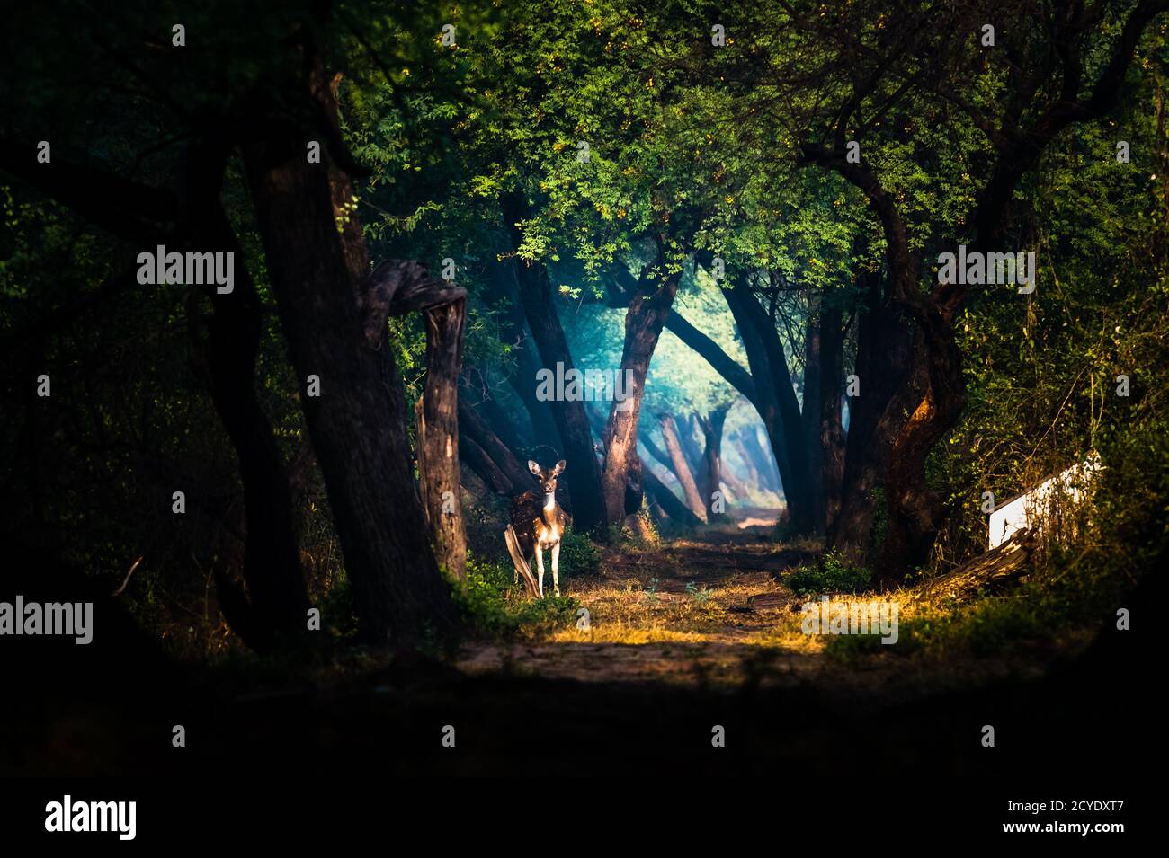 Gefleckter Hirsch fotografiert im Keoladeo National Park Stockfoto