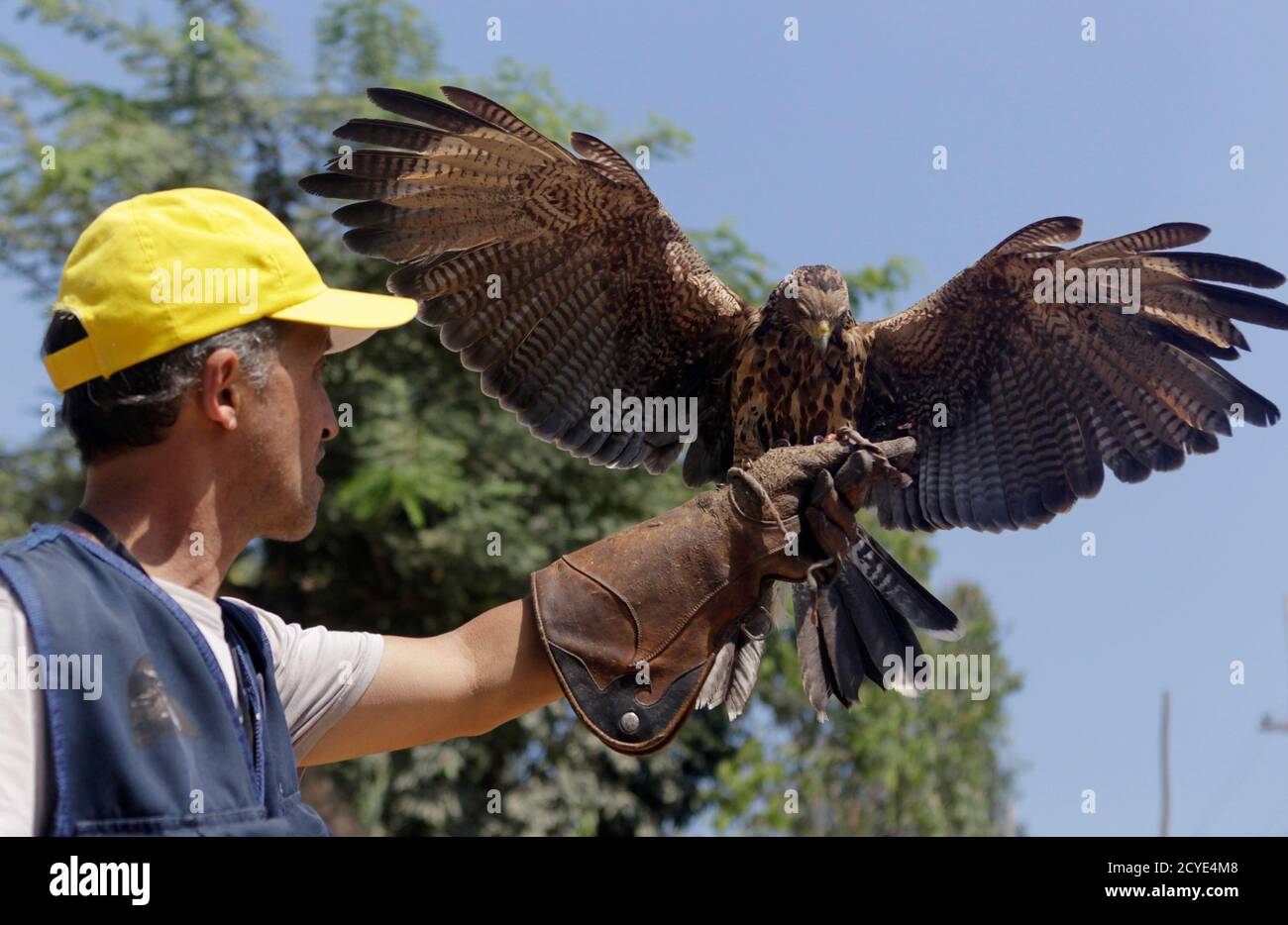 Einen Falken Halten Stockfotos Und Bilder Kaufen Alamy