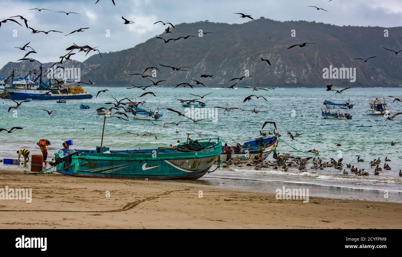 Puerto Lopez, Ecuador - September 12, 2018 - Vögel Schwarm suchen Sie eine einfache Mahlzeit als Fischer Reinigung am Ende eines Tages Stockfoto