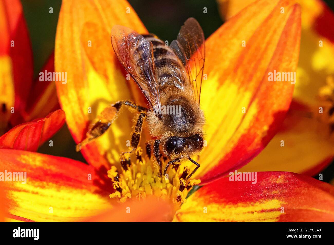 Vespen und Bienen in orange gelben Blüten Stockfoto