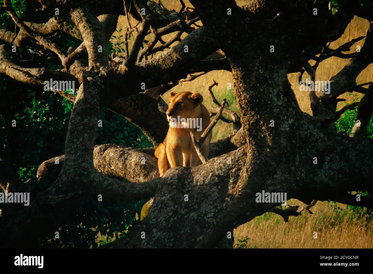 Eine Löwin, die am Morgen auf einem Baum sitzt, um auf ihrem Territorium zu wachen. Masai Mara National Reserve, Kenia Stockfoto