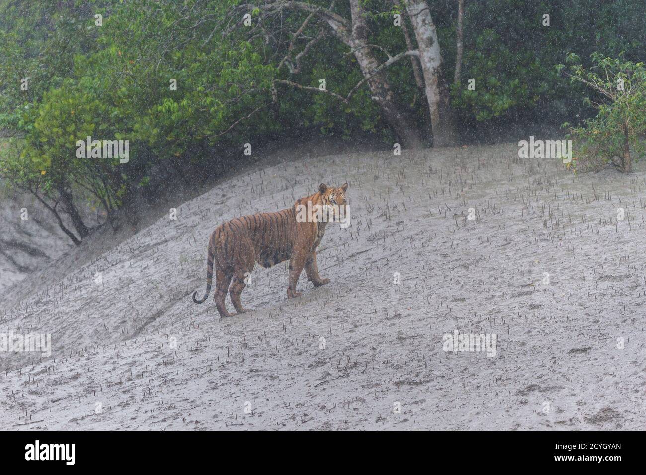 Dominanter erwachsener männlicher bengalischer Tiger patrouilliert sein Territorium im sintflutartigen Regen während des Monsuns im Sundarban Tiger Reserve, Westbengalen, Indien Stockfoto