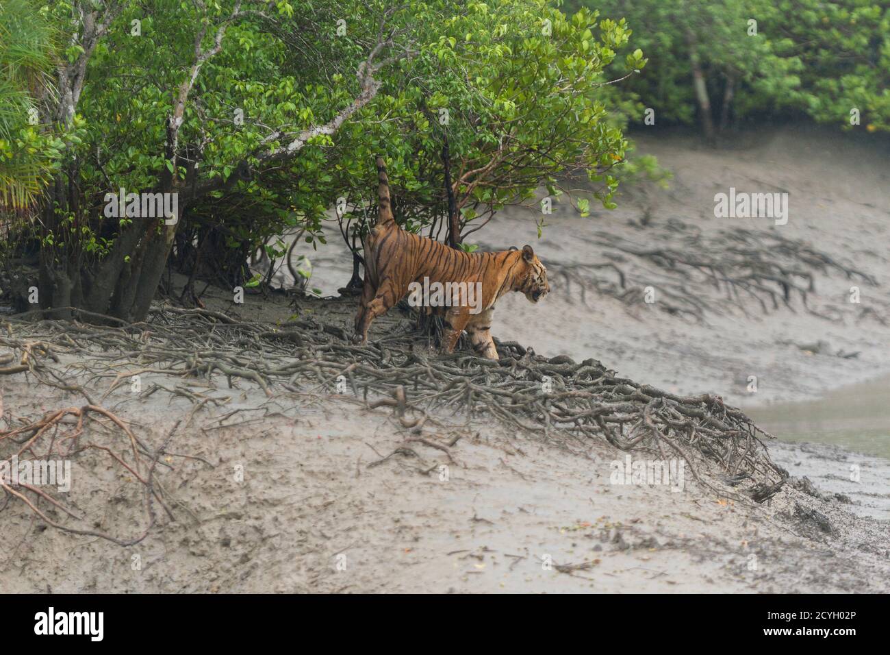 Dominant erwachsenen männlichen Bengalen Tiger Spray Markierung, um sein Gebiet auf der Flussseite des Sundarban Tiger Reserve, West Bengalen, Indien zu etablieren Stockfoto