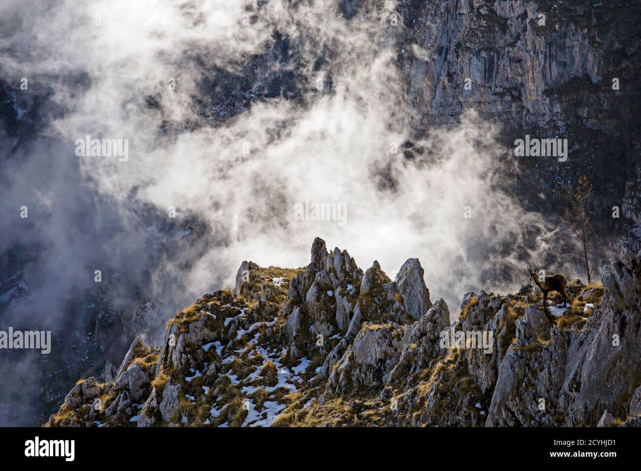 Appennine Chamois, Gran Sasso Nationalpark, Campo Imperatore, Majella. Stockfoto