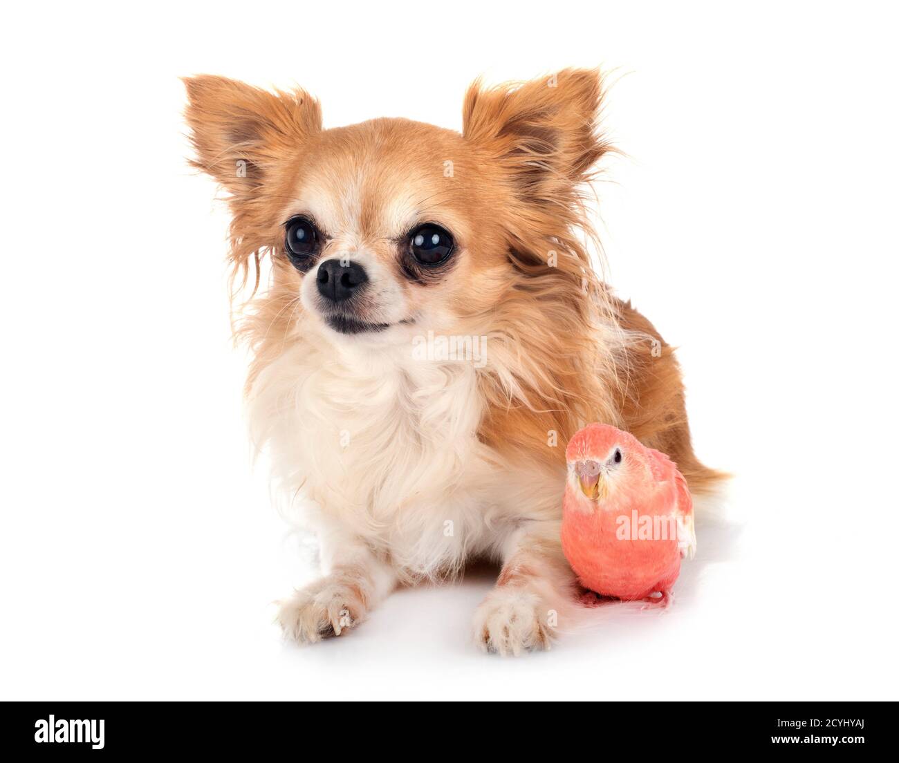 Bourke Papagei und chihuahua vor weißem Hintergrund Stockfoto