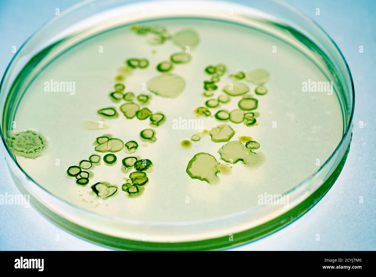 Wachsende Bakterien in Petrischalen auf Agargel Scientific Experiment. Stockfoto