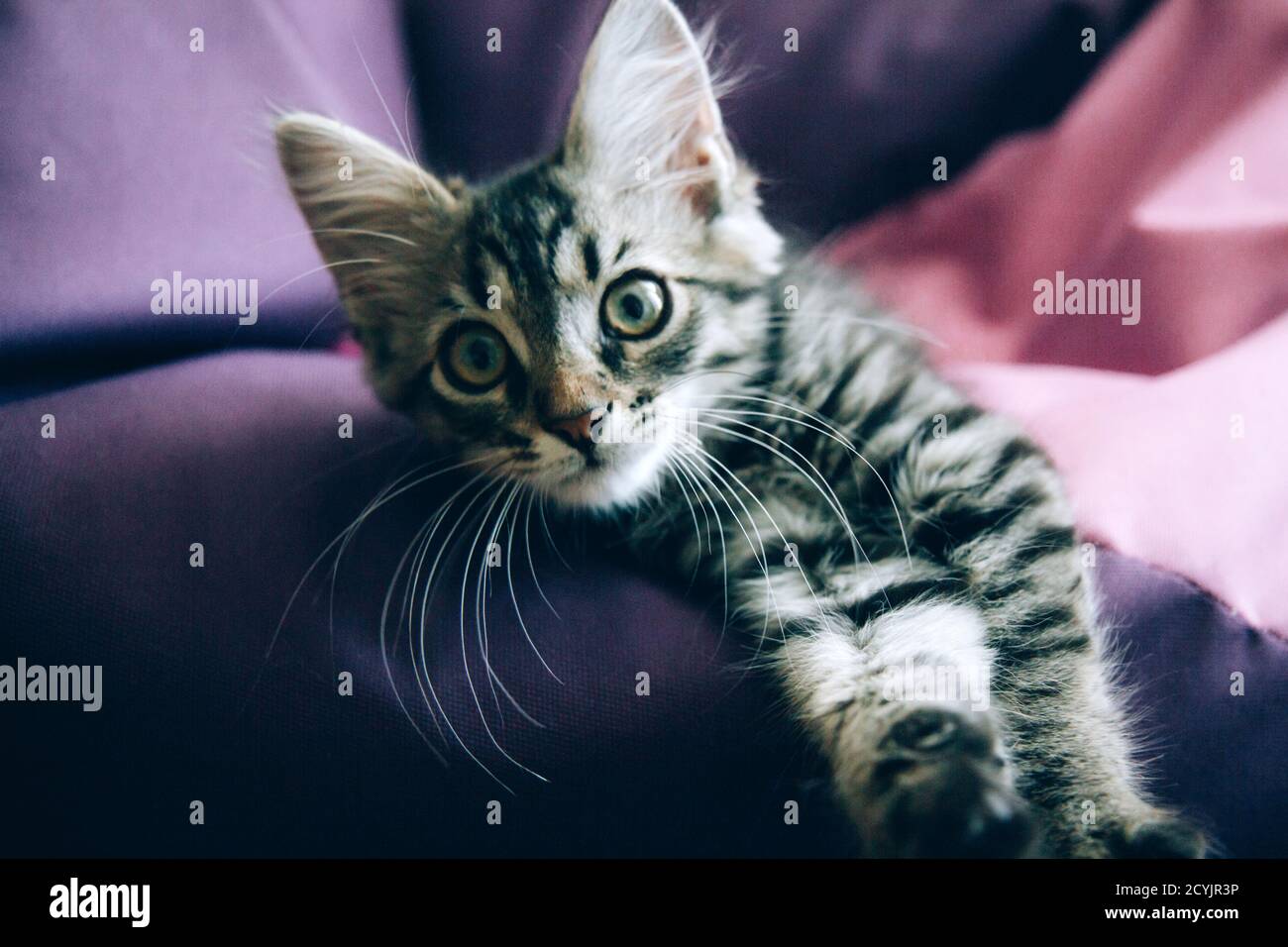 Lustige grau gestromt niedlichen Kätzchen mit schönen großen Augen auf hellen trendigen lila und rosa Hintergrund. Schöne flauschige Katze auf farbigem Hintergrund. Flauschiges Haustier Stockfoto