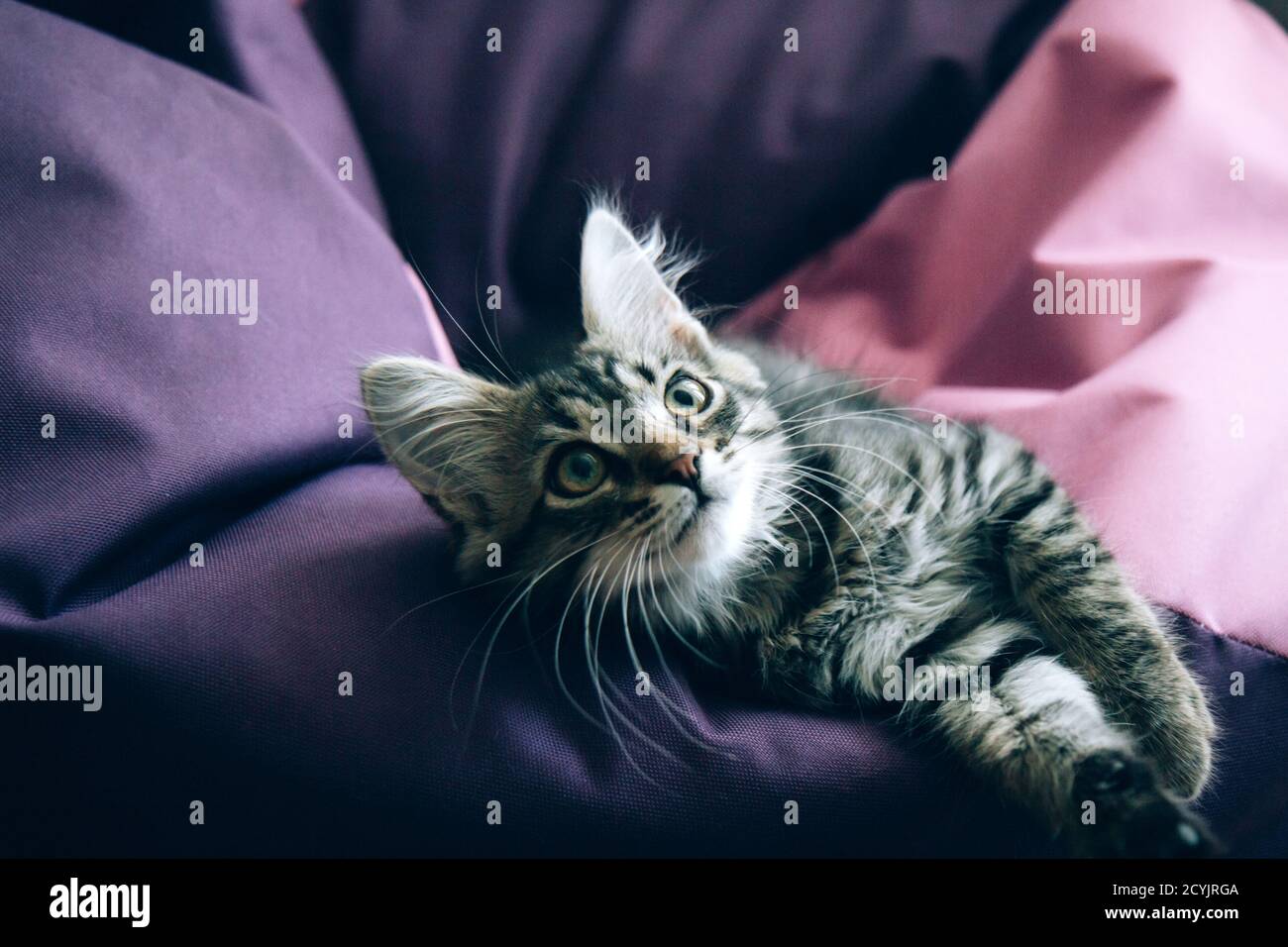 Lustige grau gestromt niedlichen Kätzchen mit schönen großen Augen auf hellen trendigen lila und rosa Hintergrund. Schöne flauschige Katze auf farbigem Hintergrund. Flauschiges Haustier Stockfoto