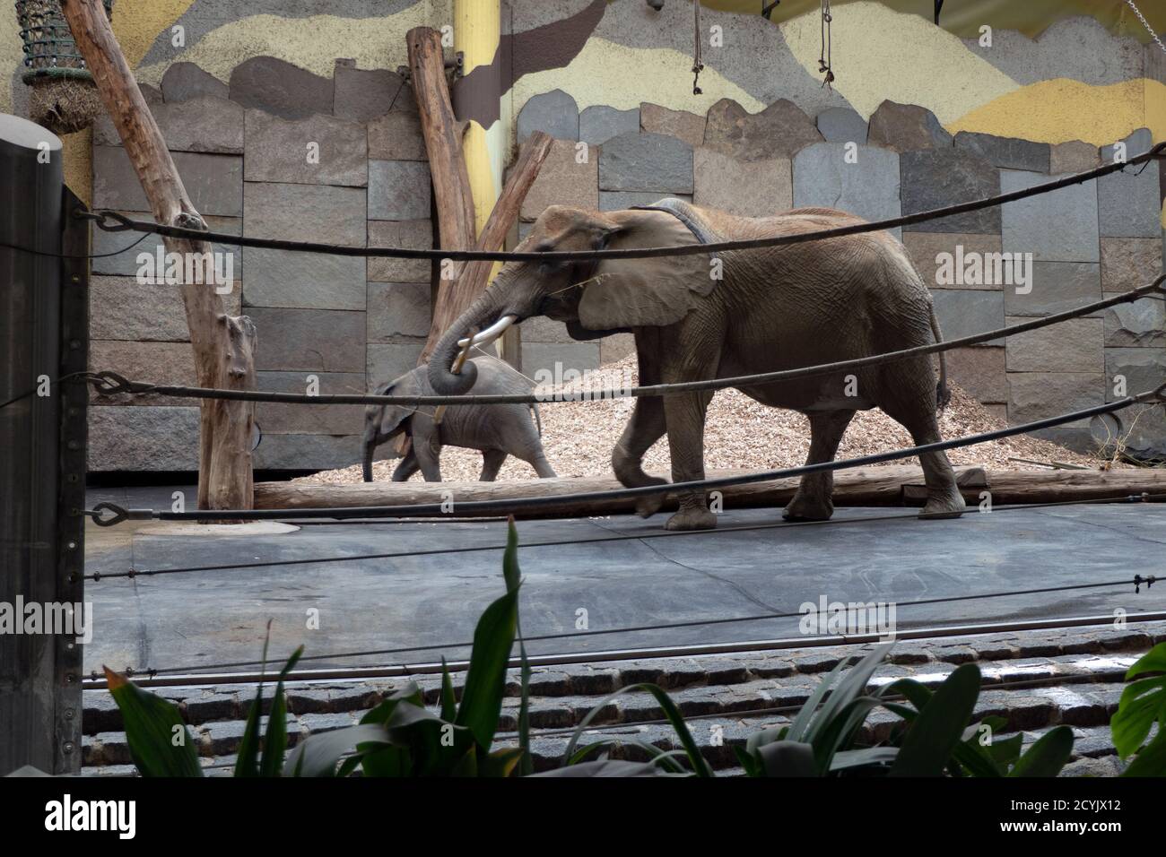 Elefanten in Innengehege im Wiener Zoo in Österreich, Europa. Tiere in zoologischen Gärten Käfig in Wien Stockfoto