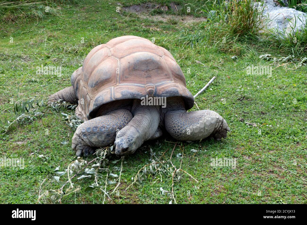 Aldabra Riesenschildkröte (Aldabrachelys gigantea) von den Seychellen im Wiener Zoo in Österreich, Europa. Tier, Reptil in zoologischen Gärten Käfig in WI Stockfoto