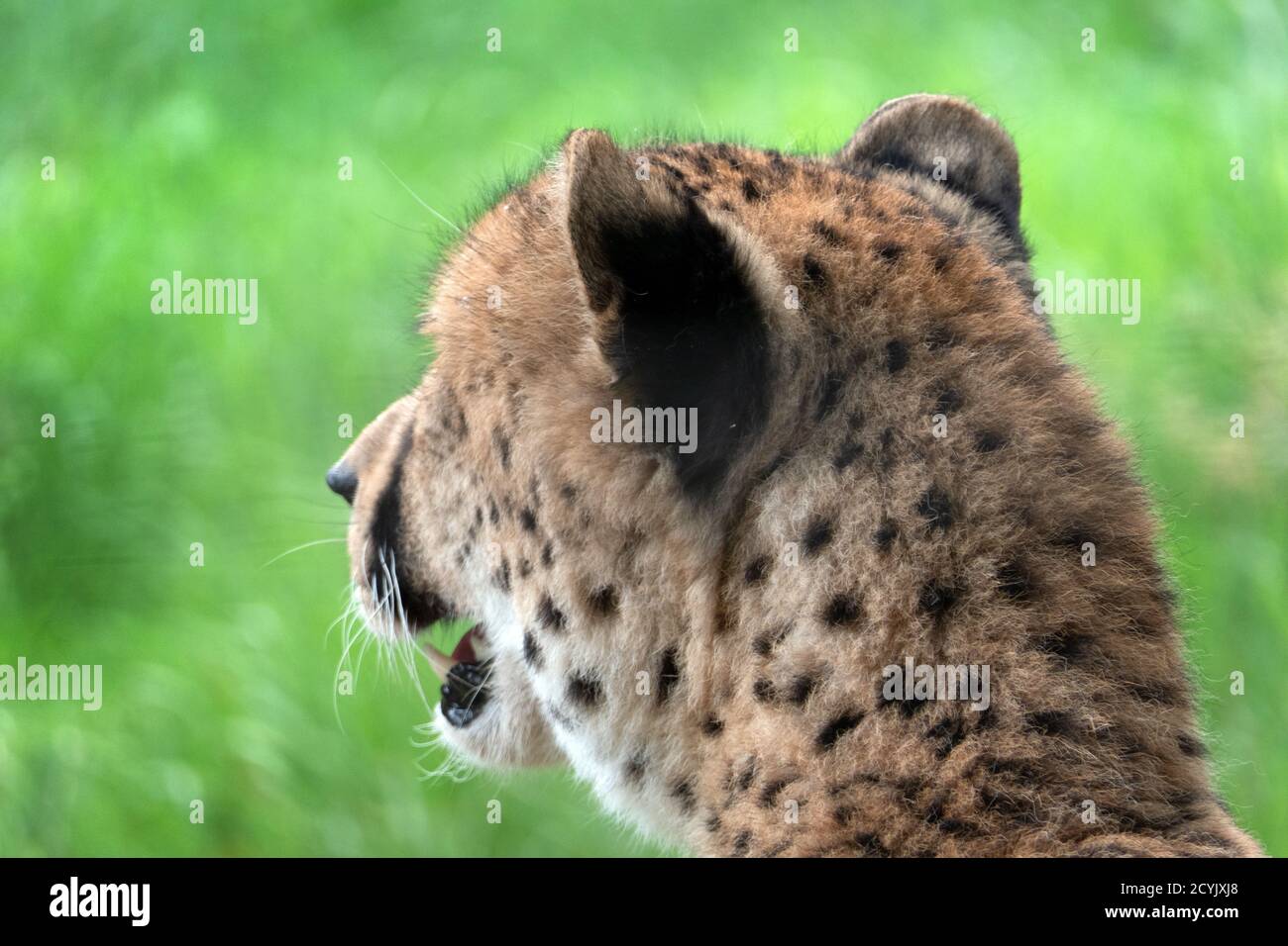 Erwachsene Gepard (Acinonyx jubatus), der im Käfig zoologischer Gärten wegschaut. Wilde Tiere, afrikanische Wildtiere, Katzen, wilde Katzen im Zoo-Gehege Stockfoto